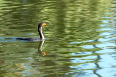 Yeşil sığ su havuzu yüzme sırasında karabatak