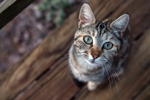 Vit och brun katt tittar på dig — Stockfoto