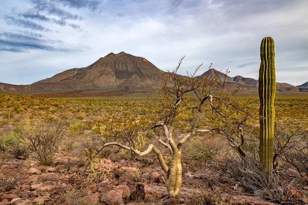 Vulcão Las Tres Virgenes Baja California Sur panorama — Fotografia de Stock