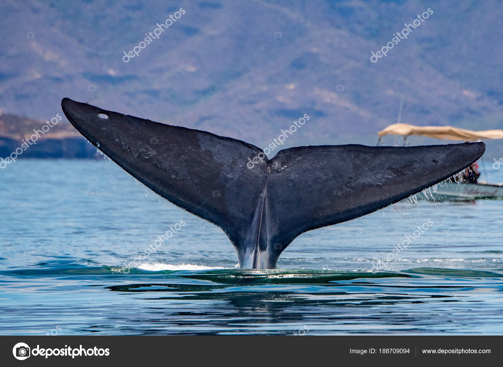 Blue Whale the biggest animal in the world Stock Photo by ©izanbar 188709094 Blue Whale the biggest animal in the world Stock Photo by ©izanbar 188709094