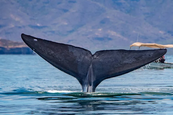 Blue Whale the biggest animal in the world — Stock Photo, Image