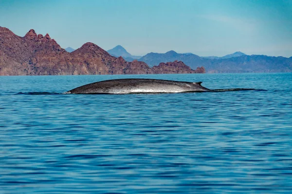 Синий кит самое большое животное в мире — стоковое фото