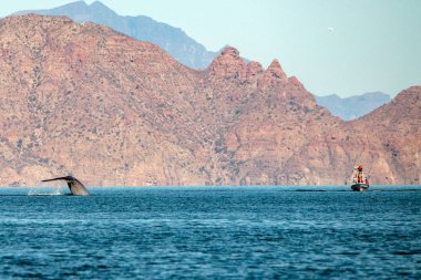 Mavi balina dünyanın en büyük hayvan