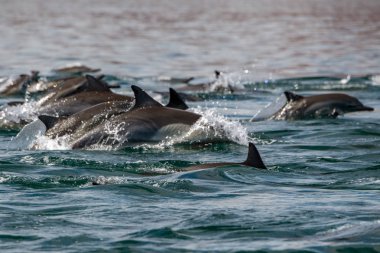Bayağı yunus okyanusun dışında atlama