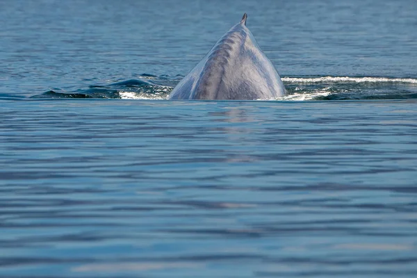 Baleine bleue le plus grand animal au monde — Photo