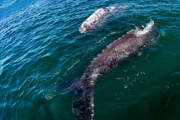 baby grey whale and mother in pacific ocean close to you