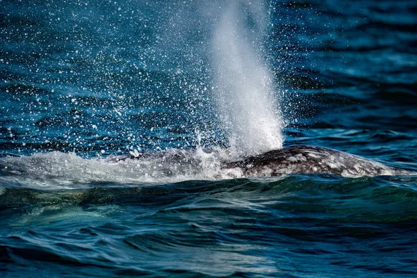 Baleia cinza mãe nariz respirando — Fotografia de Stock