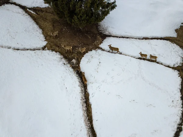 Család, a vörös szarvas portré légi felvétel készült drone — Stock Fotó