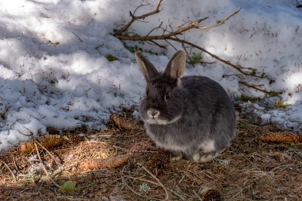 冬の白い雪にシャモア鹿 — ストック写真