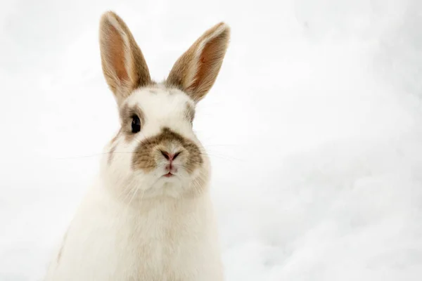 Cervos Chamois na neve branca no inverno — Fotografia de Stock