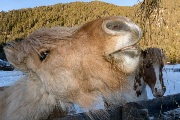 Loco divertido caballo comer hierba — Foto de Stock