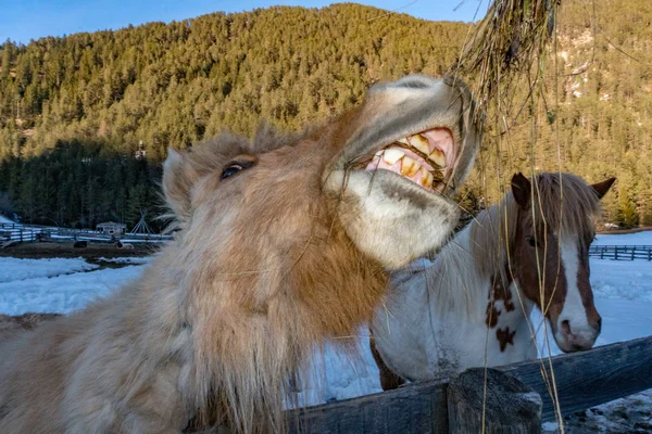 Безумно смешная лошадь, поедающая траву — стоковое фото
