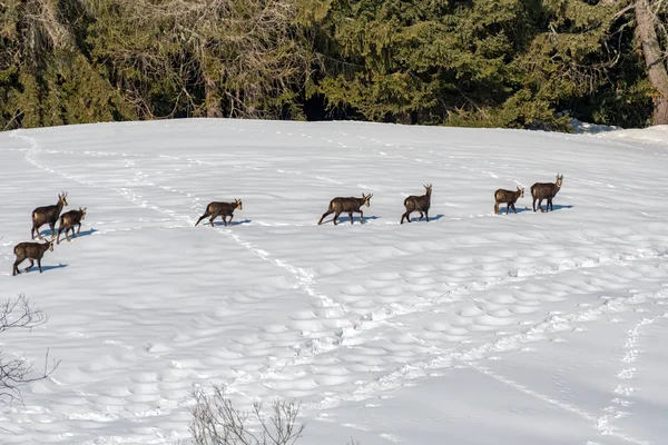 Kışın beyaz karda Chamois geyik — Stok fotoğraf