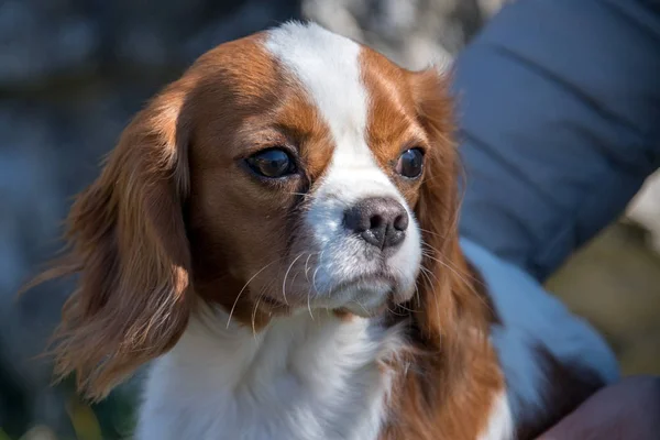 シュヴァリエ王子犬の生まれたばかりの赤ちゃんの肖像画 — ストック写真