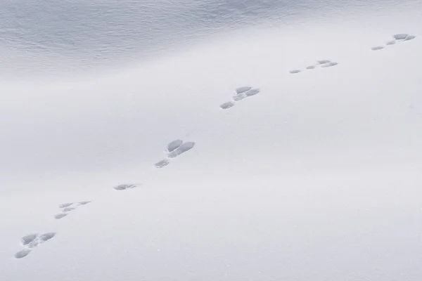 Tracks of animals trails on white snow — Stock Photo, Image