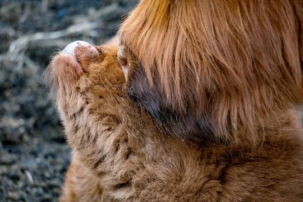 Neugeborenes Hochland Schottland behaarte Kuh Mutter und Kalb — Stockfoto