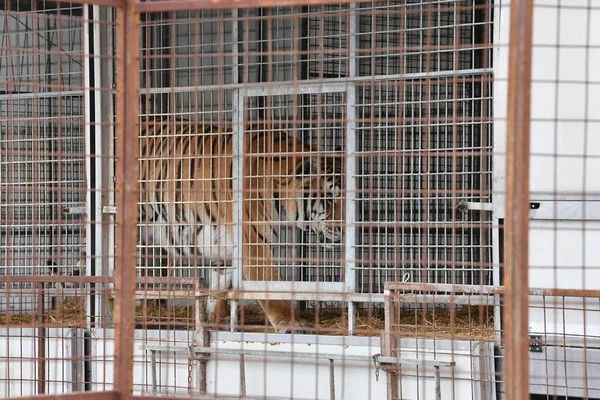 Tigre enjaulado de circo — Foto de Stock