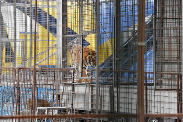 서커스 갇힌된 호랑이 — 스톡 사진