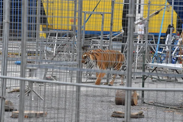 Tigre enjaulado de circo — Foto de Stock