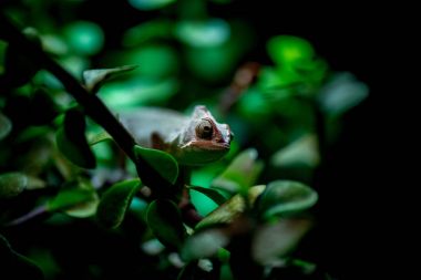 Madagaskar chamaleon bir ağaç arka planda