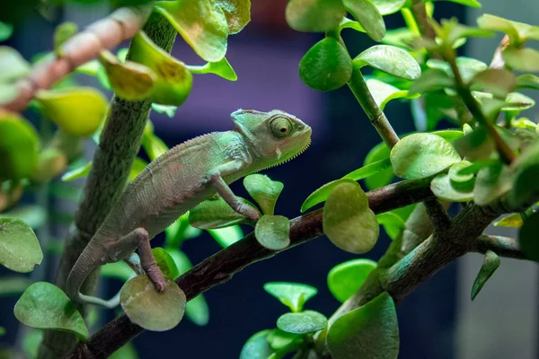 Madagascar camaleon em um fundo de árvore — Fotografia de Stock