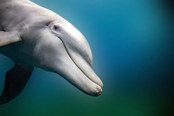 Дельфин крупным планом портрет деталь, глядя на вас — стоковое фото