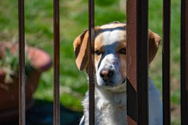 Sana bakarken Kafesli köpek portre