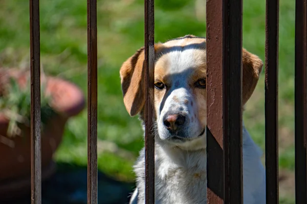 Hundeporträt im Käfig, das dich ansieht — Stockfoto