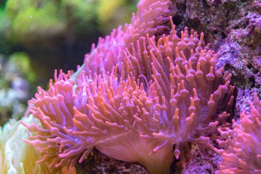 pembe ve turuncu anemon tentacles detay