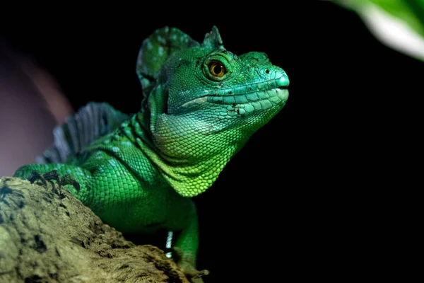 Verde Iguana close up retrato olhando para você — Fotografia de Stock