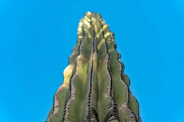 California giant desert cactus close up — Stock Photo, Image