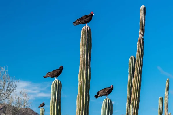 Zopilote Geierbussardvogel in baja california — Stockfoto