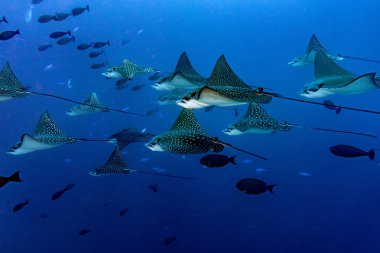 Maldivler Dalış sırasında eagle ray manta