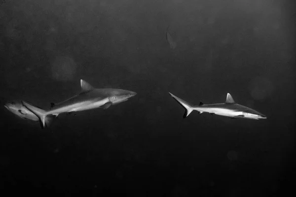 Grå White shark attack i b&w — Stockfoto