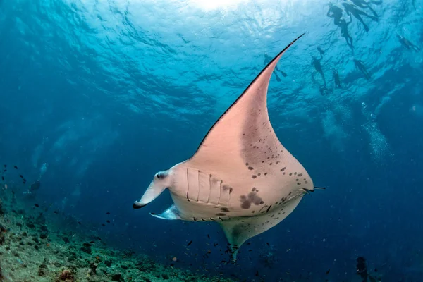 Manta en el fondo azul del océano retrato —  Fotos de Stock