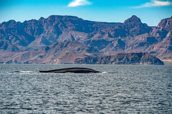 Ballena Azul el animal más grande del mundo — Foto de Stock