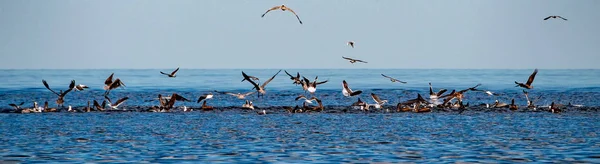 Pelican and dolphin hunting in sardines bait ball fish