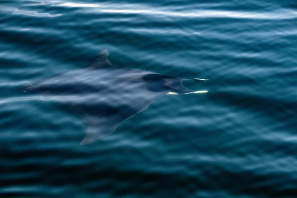 Manta v portrétní pozadí modrý oceán — Stock fotografie