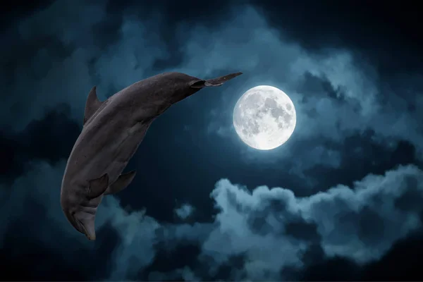 Dolphin jumping outside the ocean at full moon night — Stock Photo, Image