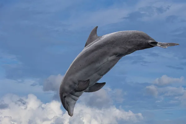 Delfino comune che salta fuori dall'oceano nel blu — Foto Stock