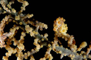Sarı Bargibanti Pigme deniz atı Tulamben Bali