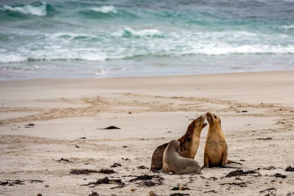 Австралийские морские львы на песчаном фоне — стоковое фото