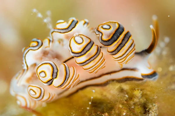 다채로운 도넛 nudibranch가 닫습니다 매크로 정보 — 스톡 사진