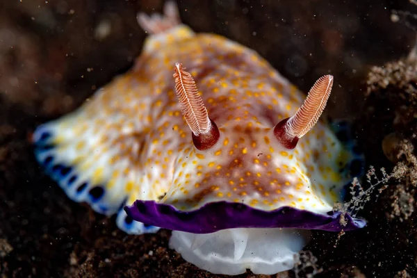 Kolorowy chromodoris ślimaki nagoskrzelne blisko detal makro w Indonezji — Zdjęcie stockowe