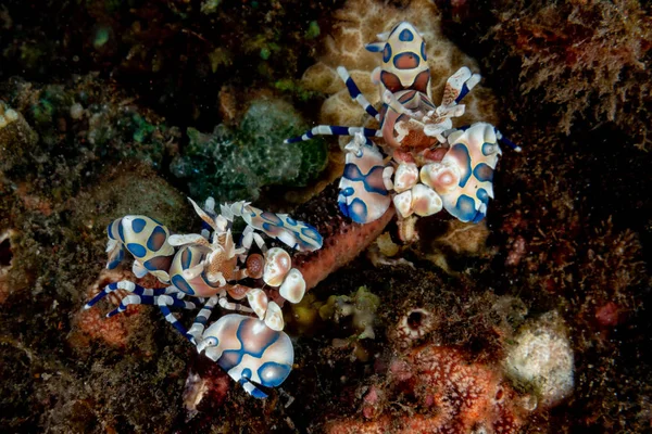 Arlequim camarão hymenocera elegans picta close-up — Fotografia de Stock