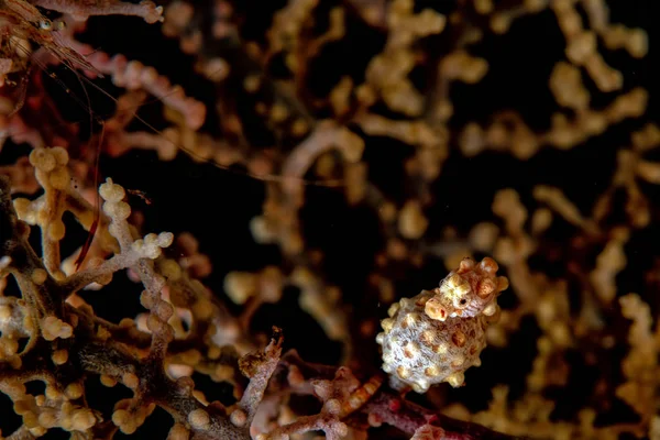 Yellow Bargibanti Pigmy Sea Horse in Tulamben Bali with prawn shrimp — Stock Photo, Image