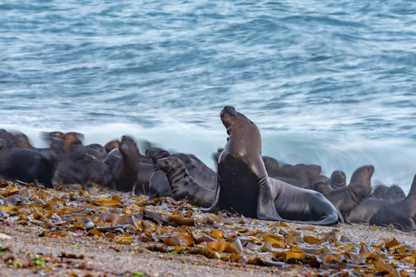 Zeeleeuw op de strand vervaging verplaatsen effect — Stockfoto