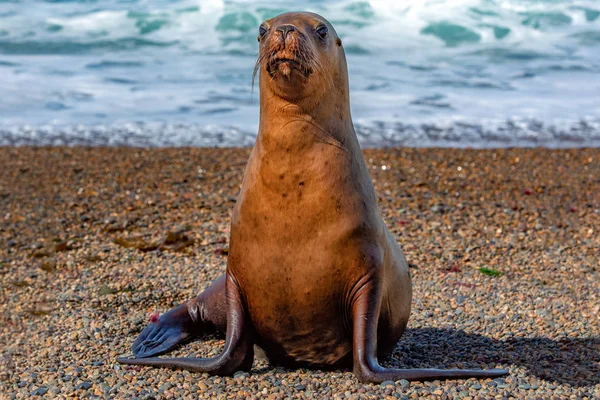 Sjölejon på stranden i Patagonien — Stockfoto