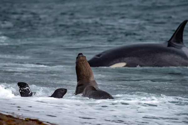 Orca asesino ballena atacar una foca en la playa — Foto de Stock