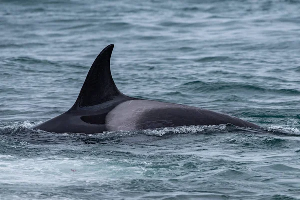 Orca orka aanval een zeehond op het strand — Stockfoto